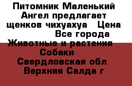 Питомник Маленький Ангел предлагает щенков чихуахуа › Цена ­ 10 000 - Все города Животные и растения » Собаки   . Свердловская обл.,Верхняя Салда г.